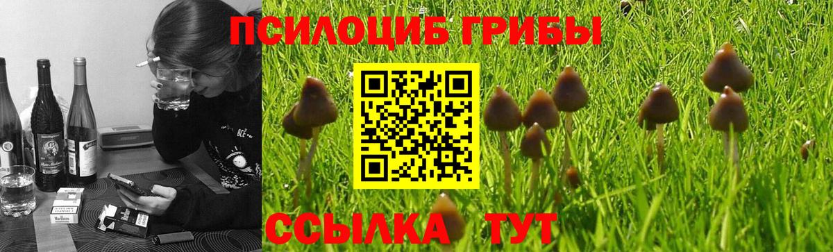 Галлюциногенные грибы Psilocybe  Вход с VPN  продажа наркотиков  Мирный 